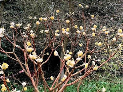 The Blackberry Garden Plant of the Year Award 2021