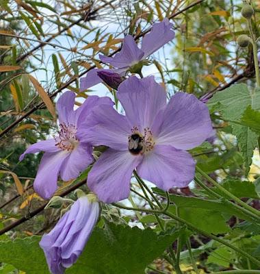 The Blackberry Garden Plant of the Year Award 2021