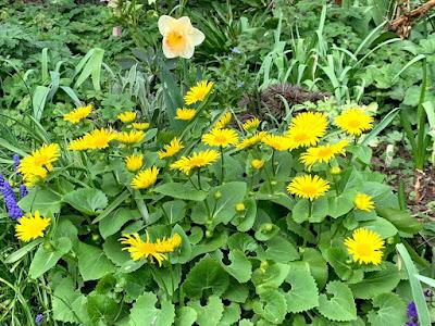 The Blackberry Garden Plant of the Year Award 2021