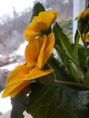 Winter Color