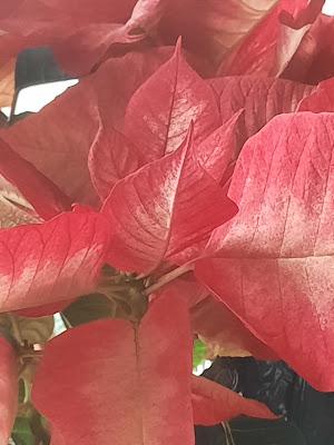 Winter Color