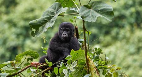 Gorilla young in Bwindi National Park, Uganda, Africa