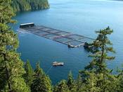 Aquaculture Market Size 2021 Global Comprehensive Growth, Statistics, Business Strategy, Industry Share, Supply-Demand, Growing Trends Forecast 2028