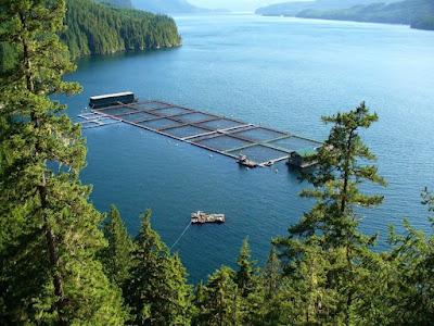 Aquaculture Market Aquaculture, often known as fish farming, is the practice of breeding, rearing, harvesting, and cultivating fish, shellfish, algae, and other aquatic creatures in a controlled environment.