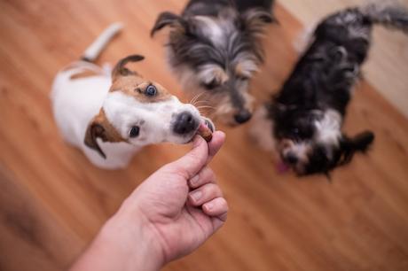 7 Best Treats For Puppies That Won’t Hurt Your Budget