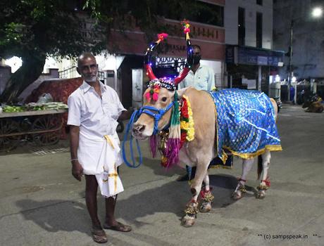 பொங்கலோ பொங்கல் ~ மாட்டு பொங்கல்  2022