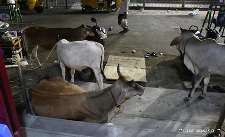 பொங்கலோ பொங்கல் ~ மாட்டு பொங்கல்  2022