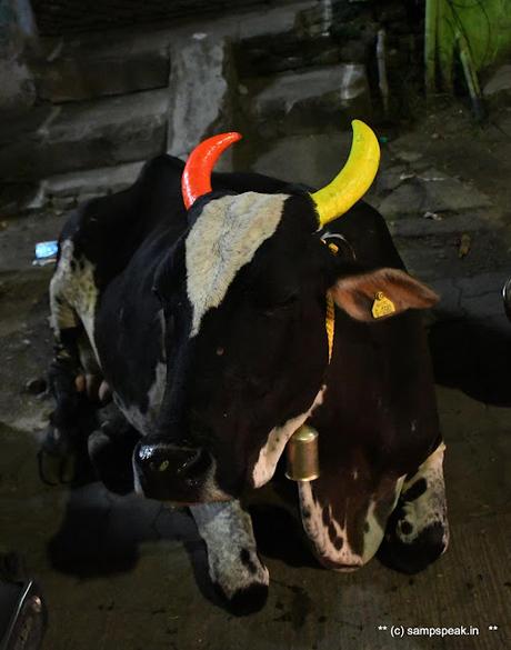 பொங்கலோ பொங்கல் ~ மாட்டு பொங்கல்  2022