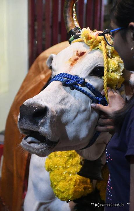 பொங்கலோ பொங்கல் ~ மாட்டு பொங்கல்  2022