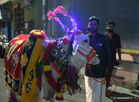 பொங்கலோ பொங்கல் ~ மாட்டு பொங்கல்  2022