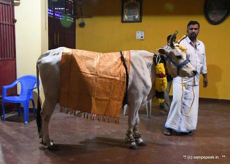 பொங்கலோ பொங்கல் ~ மாட்டு பொங்கல்  2022