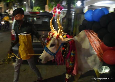 பொங்கலோ பொங்கல் ~ மாட்டு பொங்கல்  2022