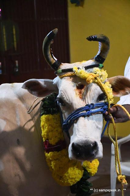 பொங்கலோ பொங்கல் ~ மாட்டு பொங்கல்  2022