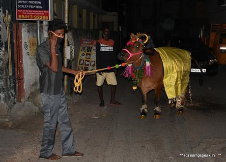 பொங்கலோ பொங்கல் ~ மாட்டு பொங்கல்  2022