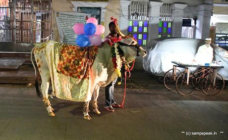 பொங்கலோ பொங்கல் ~ மாட்டு பொங்கல்  2022