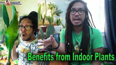 Benefits of Having Indoor Plants In A Small Apartment Unit.