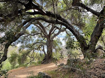 MISSION TRAILS REGIONAL PARK, SAN DIEGO, CA: Hiking and Native American History, Guest Post by Tom Scheaffer