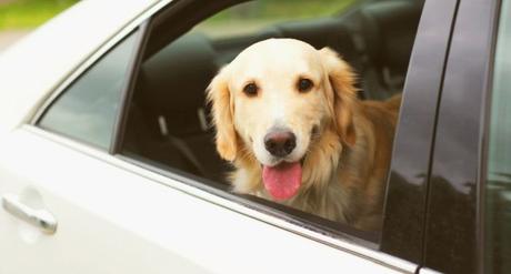Are Dogs Allowed in a Rideshare Like Uber?