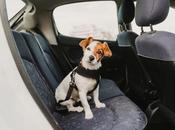 Dogs Allowed Rideshare Like Uber?