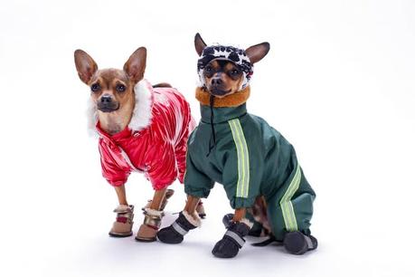 two small dogs dressed to keep warm