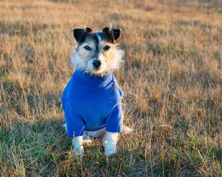 Jack Russell Terrier wearing a blue jumper coat to keep warm in winter