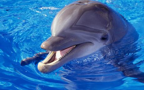 Interesting facts about Dolphin’s.