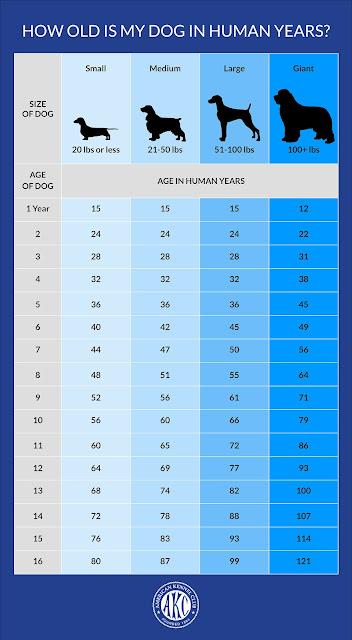 Dog years to human years age conversion chart for canines