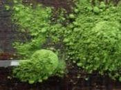 Remarkable Benefits Using Henna Hair