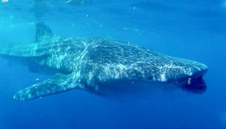 The Complete Guide to Snorkeling With Whale Sharks in Holbox