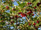 Acerola Extract Market Challenges, Opportunities, Regions Reports, Drivers, Segment Company Forecast, 2019 2027