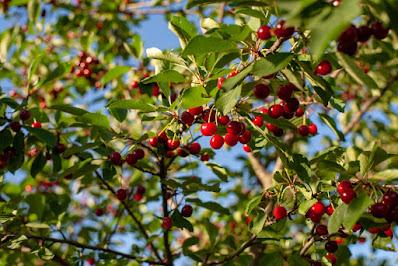 Acerola Extract Market Acerola, or West Indian cherry, is the fruit of the acerola bush, which is commonly consumed in Brazil.