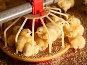 Poultry Feed Market Challenges, Opportunities, Regions Reports, Drivers, Segment Company Forecast, 2019 2027