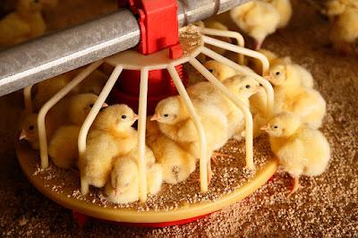 Poultry Feed Market Farm poultry, such as chickens, ducks, geese, and other domestic birds, eat poultry feed.