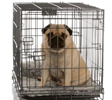 The Best Collapsible Dog Crates [TOP RATED PICKS 2022]