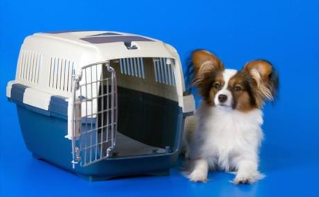 The Best Collapsible Dog Crates [TOP RATED PICKS 2022]