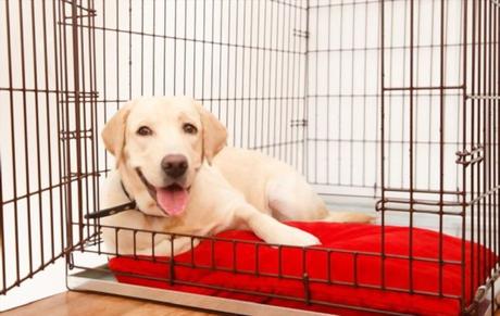 10 Best Heavy Duty Dog Crates: Chew and Escape Proof Picks