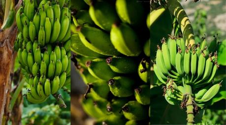 13 Proven health benefits of green banana