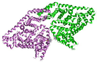 Bovine Serum Albumin Market Bovine serum albumin is a protein derived from cows' serum albumin. In lab experiments, it's frequently used as a protein concentration standard.
