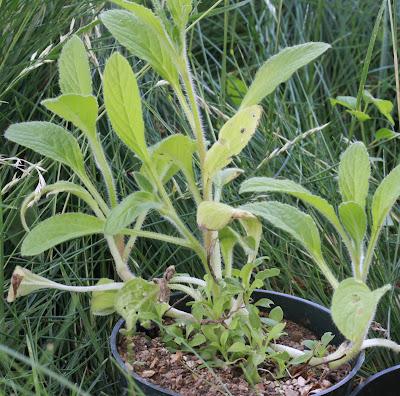 South Dakota plants: the shaggy Borage Family