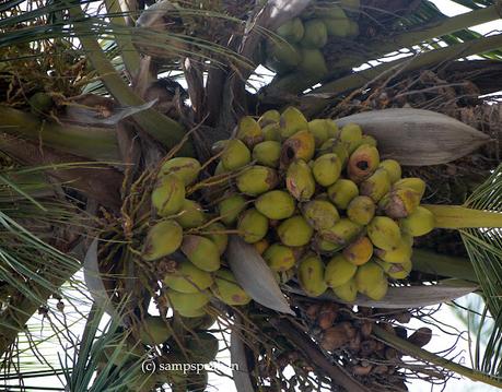 Tender coconut seller Thaiyammal stands tall !!