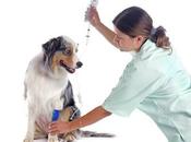 Veterinary Infusion Pump Market Analysis, Size, Opportunities, Share, Growth, Trends, Forecast 2025