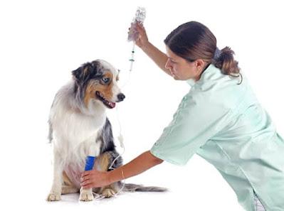 Veterinary Infusion Pump Market A veterinary infusion pump is a device that delivers dosed, long-term intravenous administration of various pharmaceutical solutions, as well as nutrient solutions to severely ill patients.