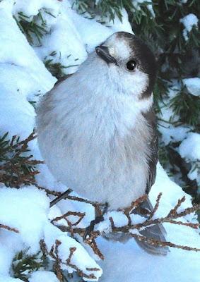 SNOWSHOEING TO CRATER LAKE, OREGON,  Guest Post by Caroline Hatton at The Intrepid Tourist