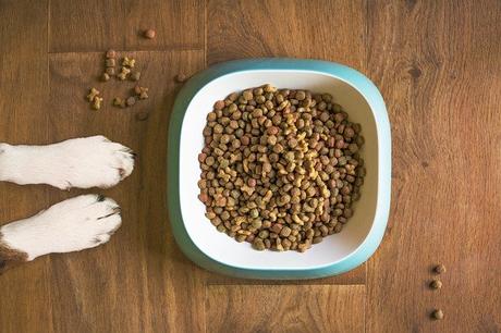 Does your Dog Love Human Food Only? 8 Tricks to Get Them Back to the Right Diet
