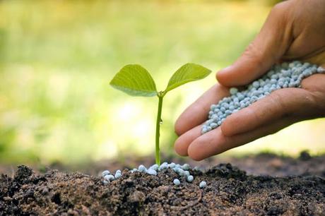 Biofertilizers have yet to displace conventional chemical fertilisers in commercial agriculture, despite their considerable potential to improve soil fertility. biofertilizers