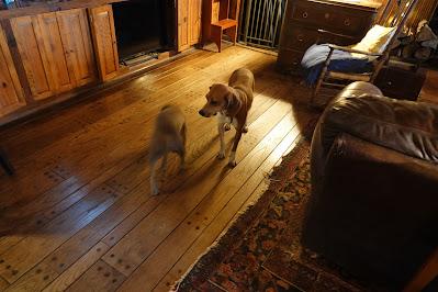 Pup Playdate