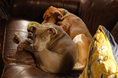 Pup Playdate