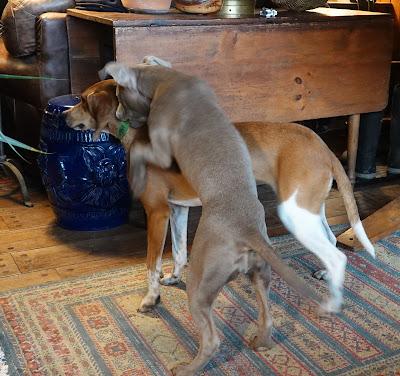 Pup Playdate