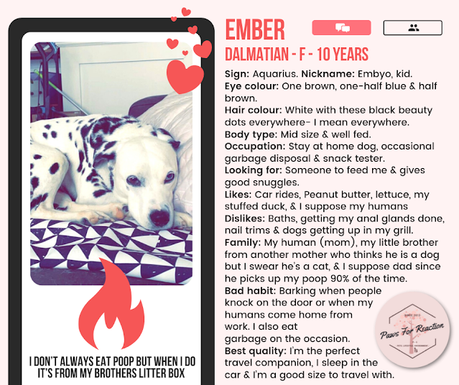 Be my Valentine: Adorable dog and cat online dating profiles seeking the perfect 'mate'