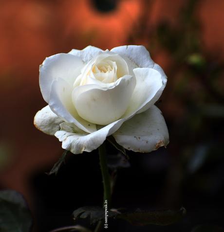 White Rose !! !!!